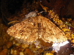 Cryptochorina amphidasyaria