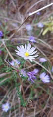 Symphyotrichum walteri