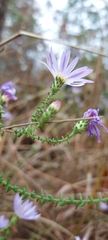 Symphyotrichum walteri