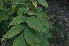 Mycosphaerella effigurata