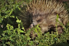 Tachyglossus aculeatus multiaculeatus