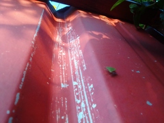 Arvelius albopunctatus