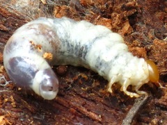 Lucanidae