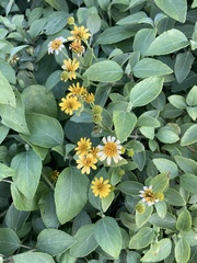 Wollastonia