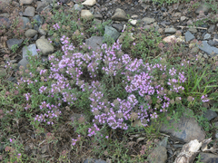Thymus punctulosus