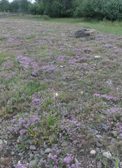 Thymus punctulosus