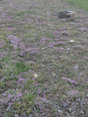 Thymus punctulosus