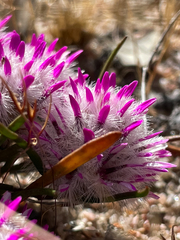 Ptilotus davisii