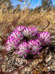 Ptilotus davisii