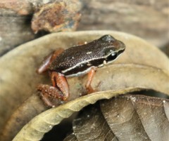 Silverstoneia flotator