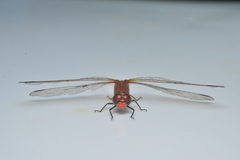 Diplacodes haematodes