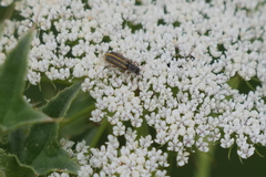 Astylus tucumanensis