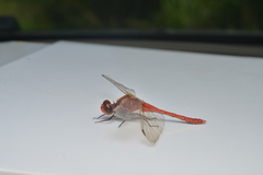 Diplacodes haematodes