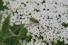 Astylus tucumanensis
