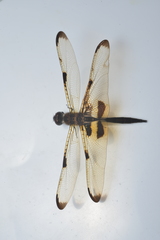 Rhyothemis phyllis apicalis