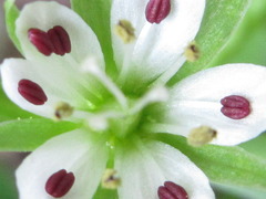 Pseudostellaria