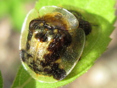 Thlaspida biramosa