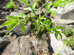 Fraxinus chinensis