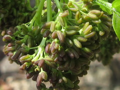 Fraxinus chinensis
