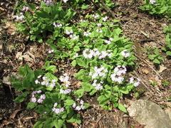 Primula sieboldii