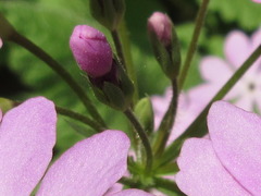 Primula sieboldii