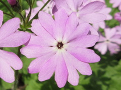 Primula sieboldii