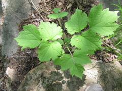 Clematis heracleifolia