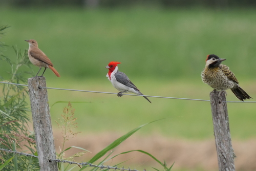 Rufous Hornero, San Jeronimo Nte., Santa Fe, Argentina, photo 6 of 10