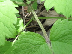 Clematis heracleifolia