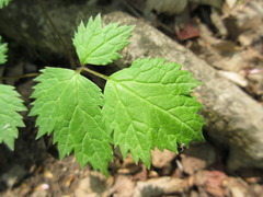 Actaea asiatica