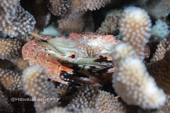 Goniosupradens hawaiensis