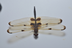 Rhyothemis phyllis apicalis