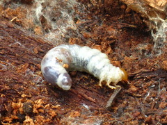 Lucanidae