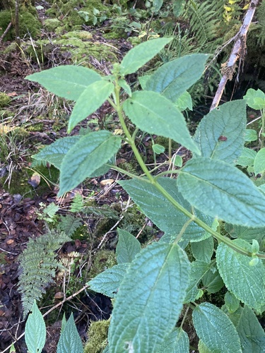 Phyllostegia renovans observed 2021-11-22