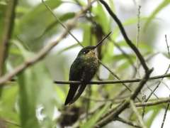 Coeligena helianthea