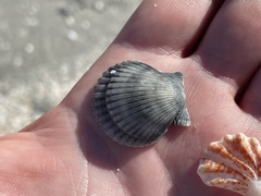 Argopecten irradians concentricus