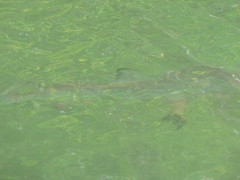 Carcharhinus limbatus