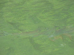 Carcharhinus limbatus