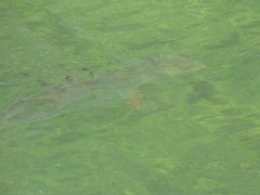 Carcharhinus limbatus