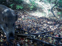 Sus scrofa leucomystax