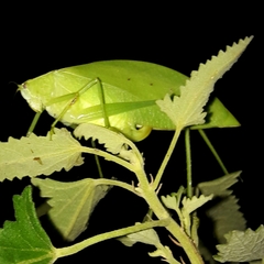 Phyllopterini