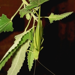 Phyllopterini