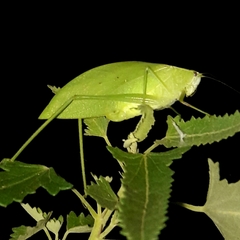 Phyllopterini