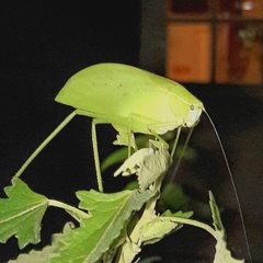 Phyllopterini