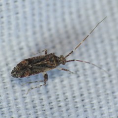 Phytocoris acaciae