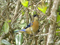 Pipraeidea melanonota