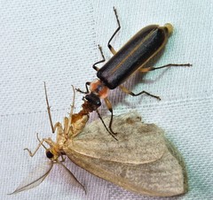 Podabrus basillaris