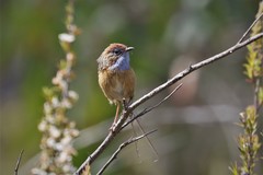 Stipiturus malachurus halmaturinus