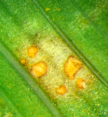 Uromyces transversalis