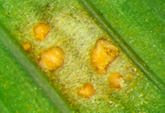 Uromyces transversalis